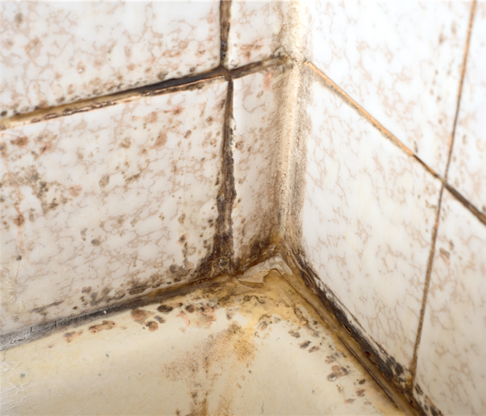 Mold growth on bathroom tiles