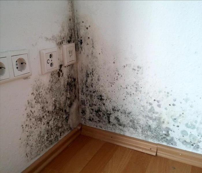 Mold growth on the corner of a wall