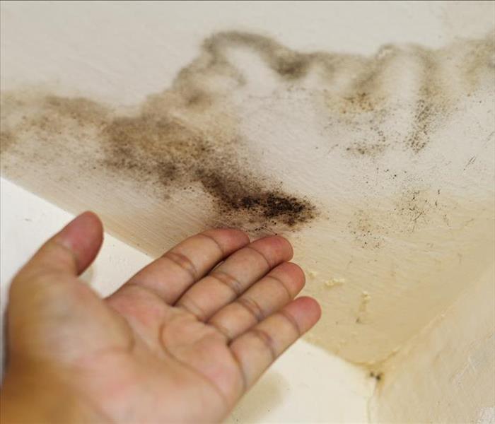 Hand pointing at ceiling with black mold growth due to water damage